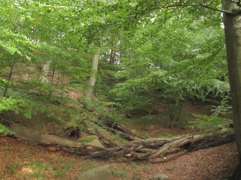 Fußmarsch durch den Nationalpark Jasmund 3