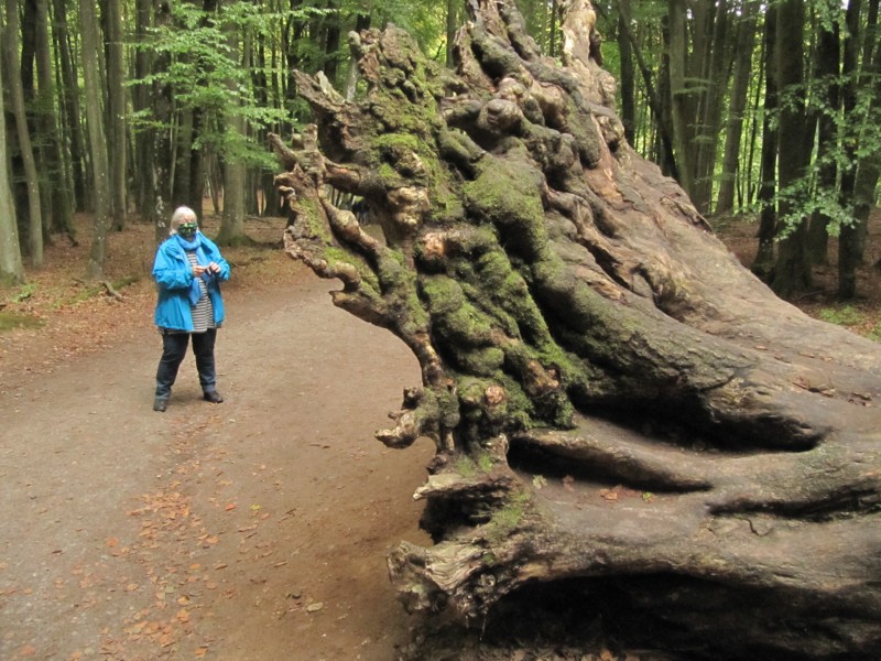 Fußmarsch durch den Nationalpark Jasmund 3