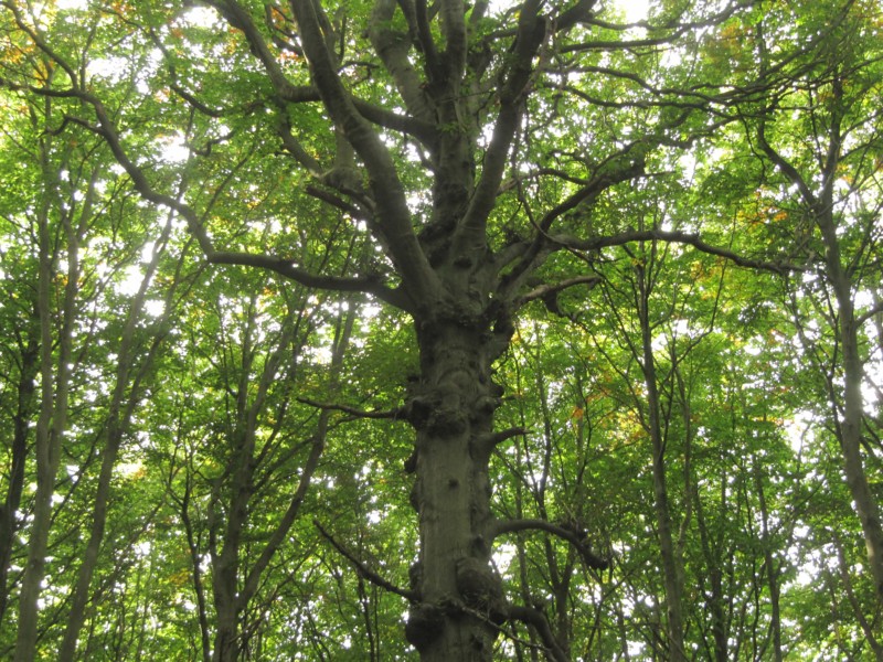 Fußmarsch durch den Nationalpark Jasmund 3