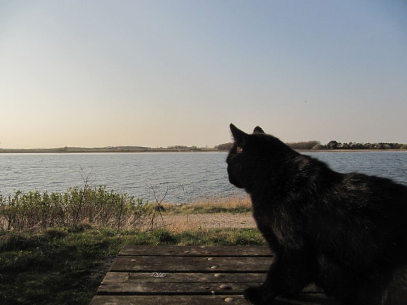 Kater in die Ferne schweifend