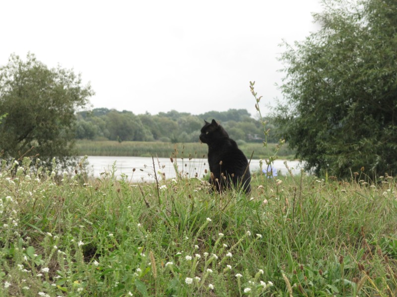 Spaziergang mit Bernstein