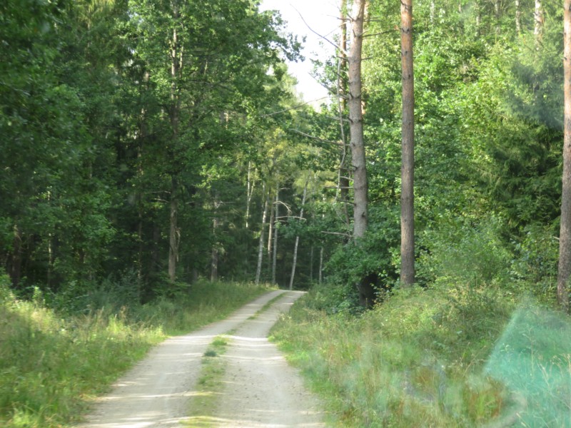 Fahrt durch den Wald