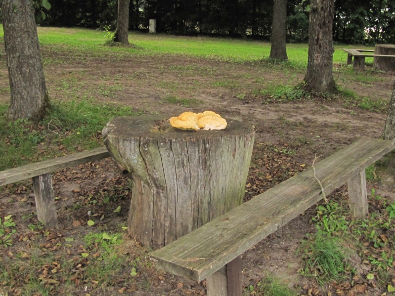 Pilze auf Holzstamm