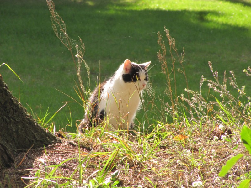 Noch eine Katze auf dem Platz