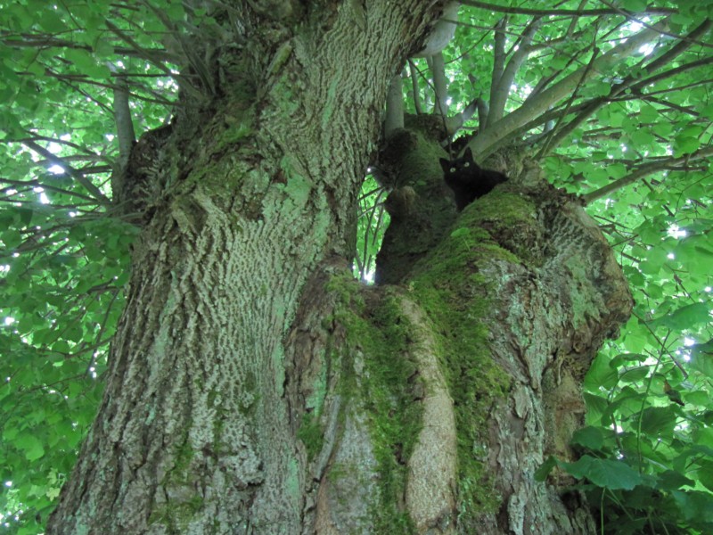 Bernstein auf dem Baum