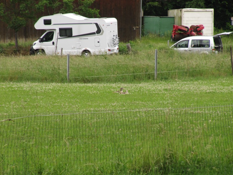 Nilgänse 1