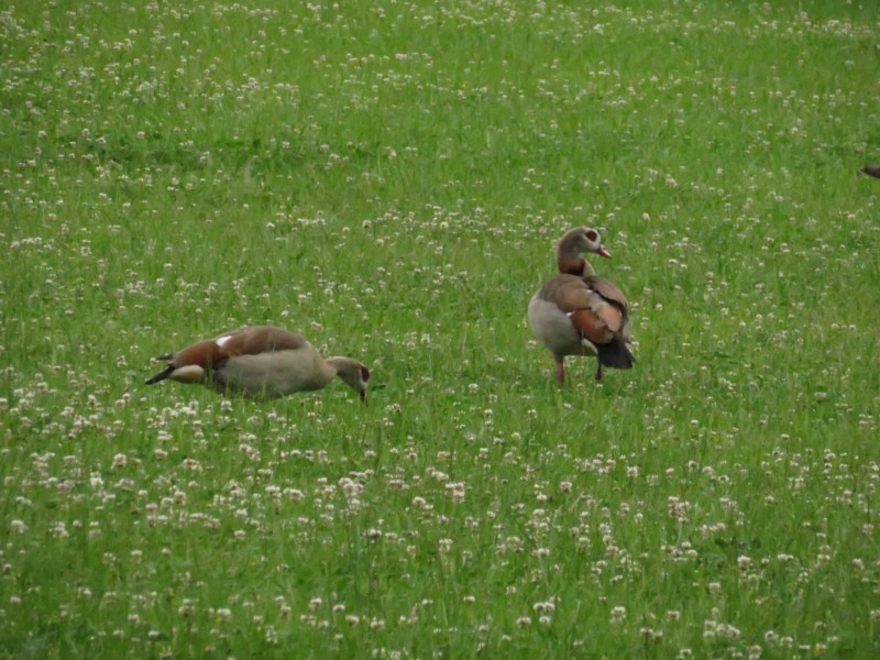 Nilgänse 2