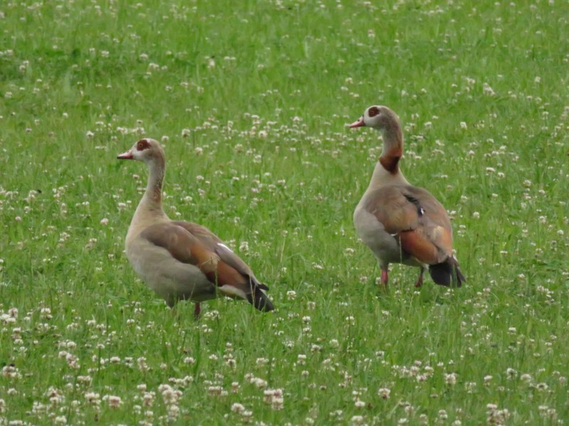 Nilgänse 3