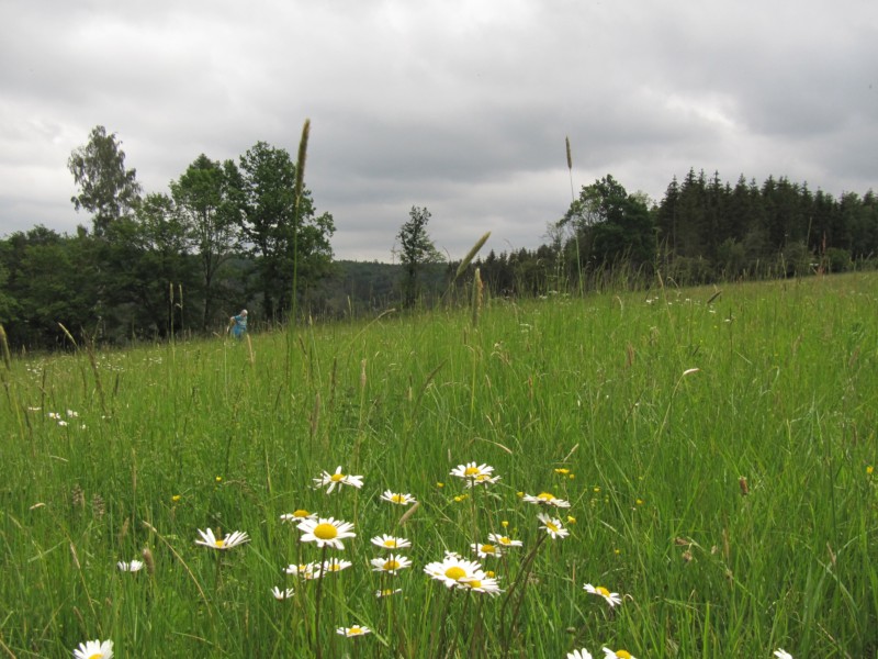 Bilder Wanderung Dankerode 7