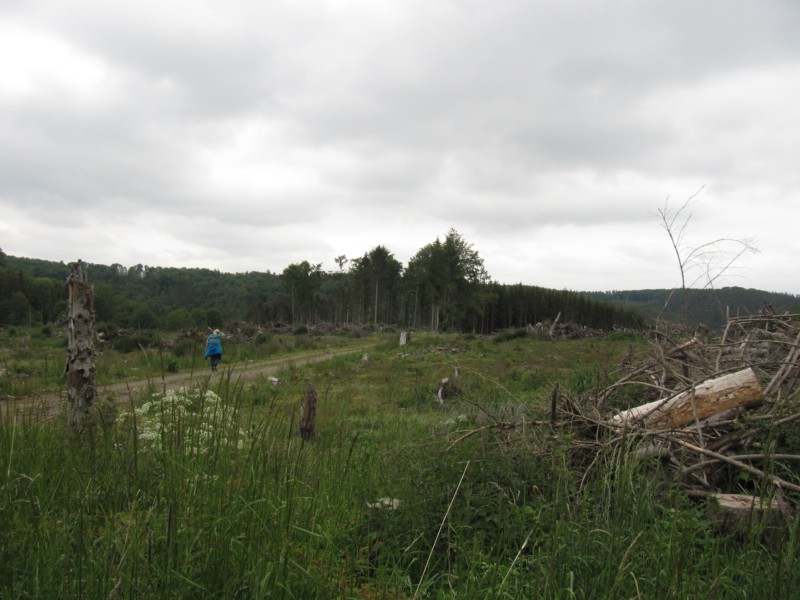 Bilder Wanderung Dankerode 8