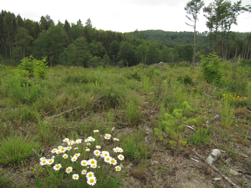 Bilder Wanderung Dankerode 9