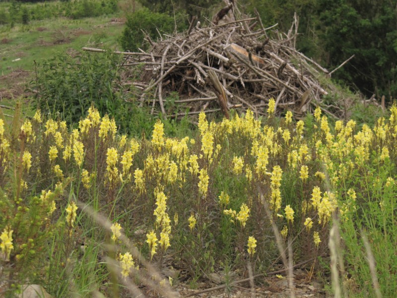 Bilder Wanderung Dankerode 10