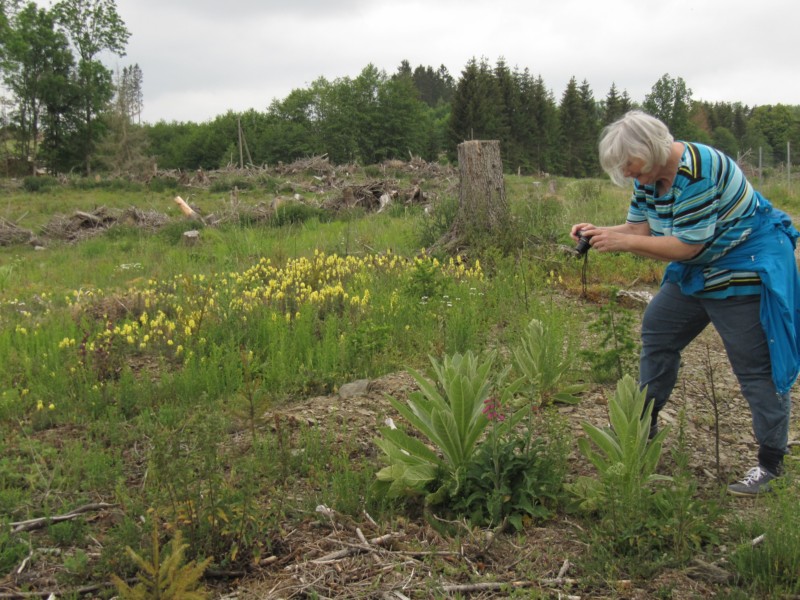 Bilder Wanderung Dankerode 11