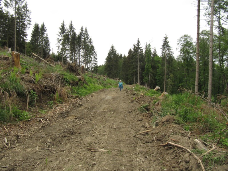 Bilder Wanderung Dankerode 16