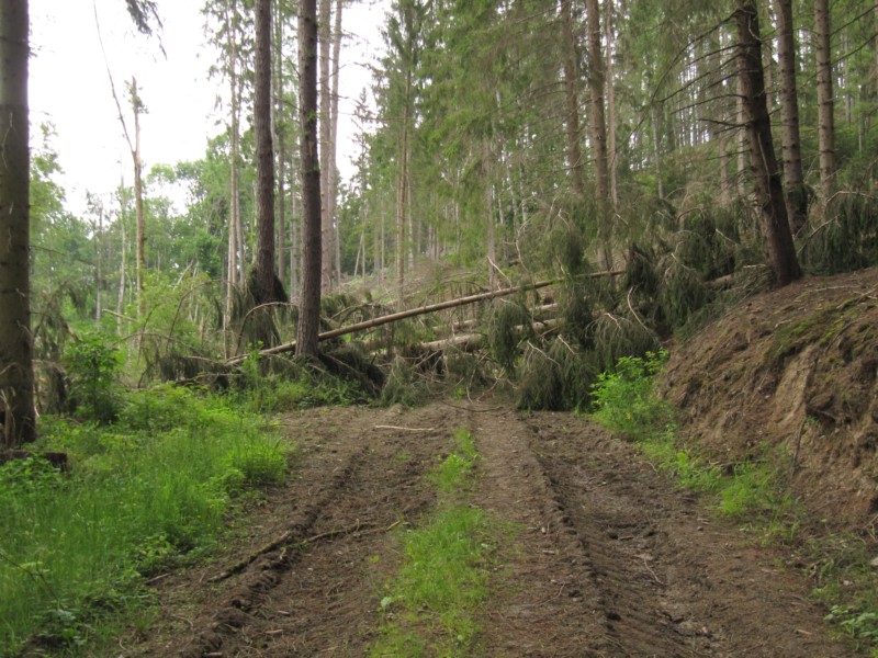 Bilder Wanderung Dankerode 25