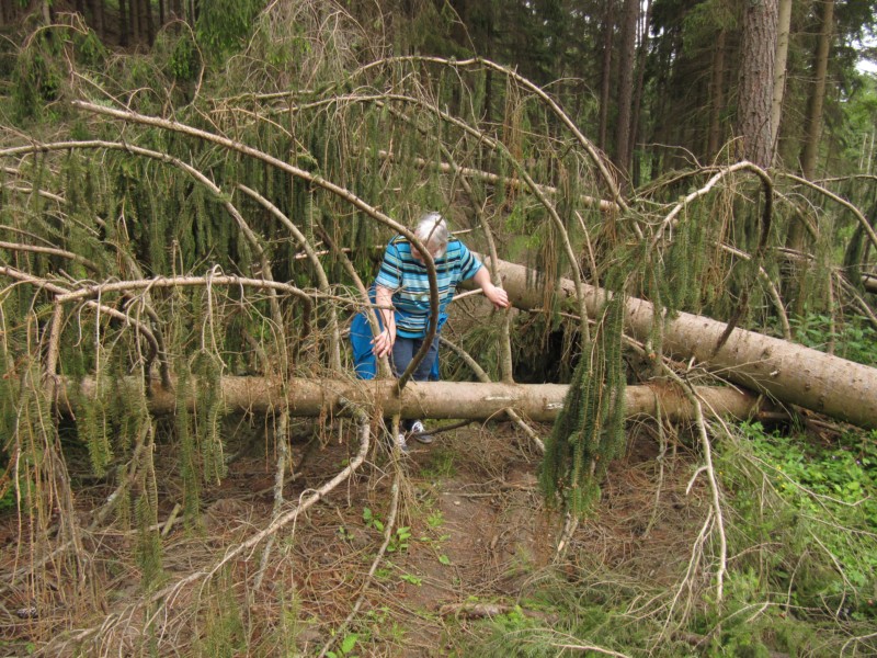 Bilder Wanderung Dankerode 26