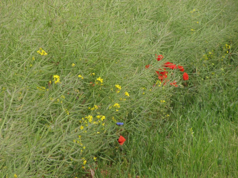 Bilder Wanderung Dankerode 31