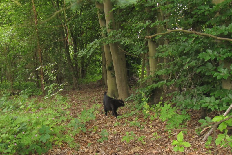 Bernstein im Wald