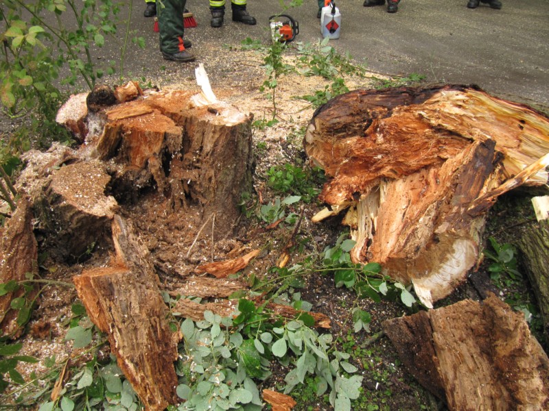 Feuerwehr räumt Baum weg 3