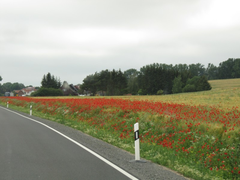 Mohnstreifen an der Straße