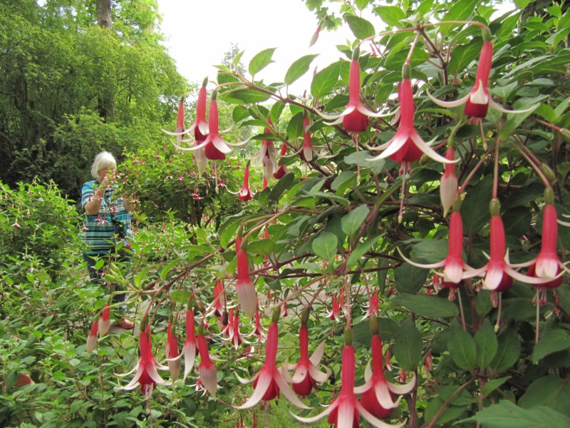 Bilder Rosarium Sangerhausen 2