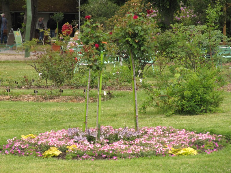 Bilder Rosarium Sangerhausen 5