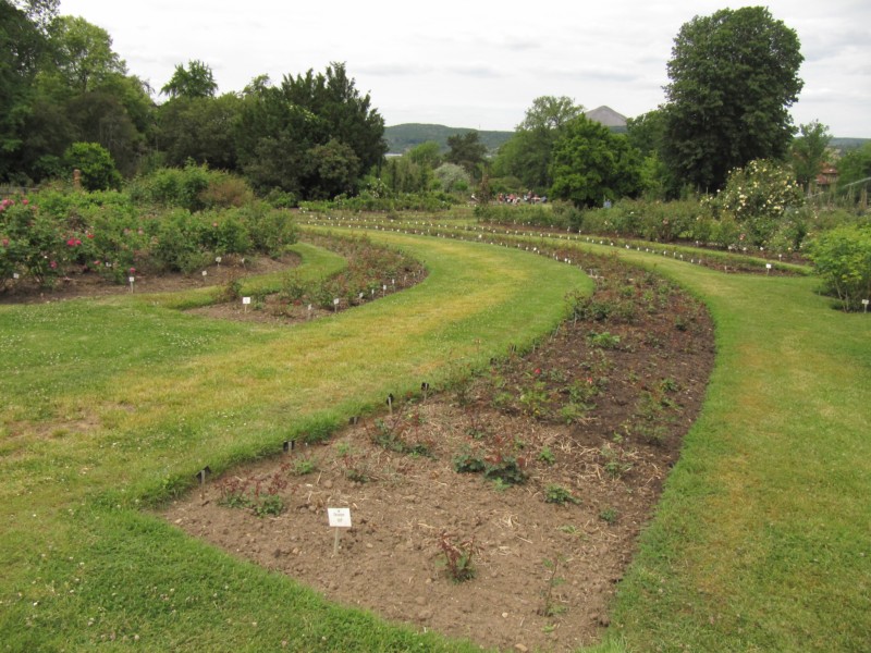 Bilder Rosarium Sangerhausen 6