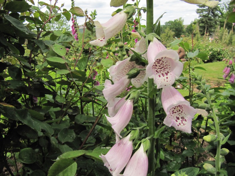 Bilder Rosarium Sangerhausen 12