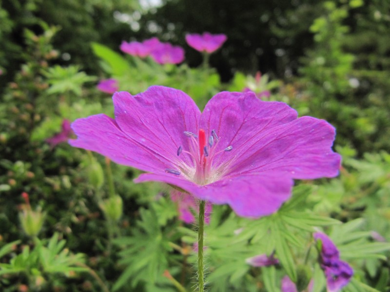 Bilder Rosarium Sangerhausen 14