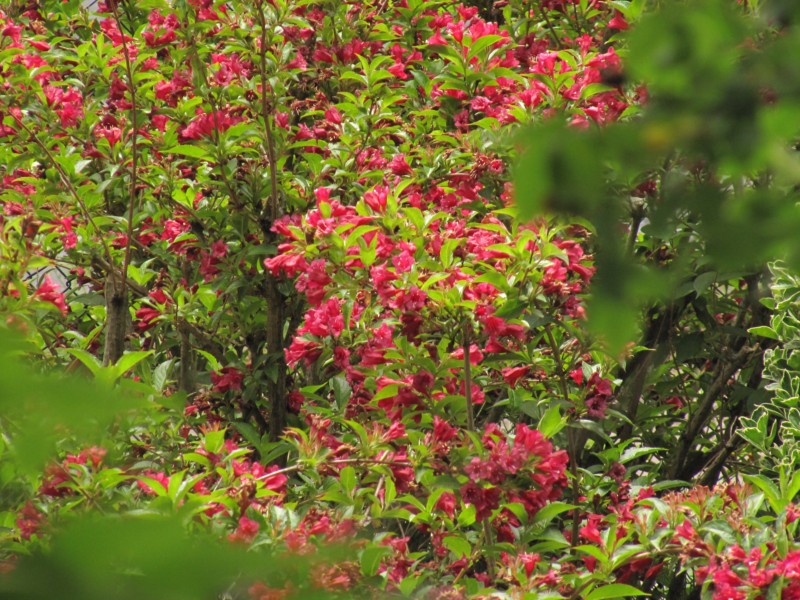 Bilder Rosarium Sangerhausen 15