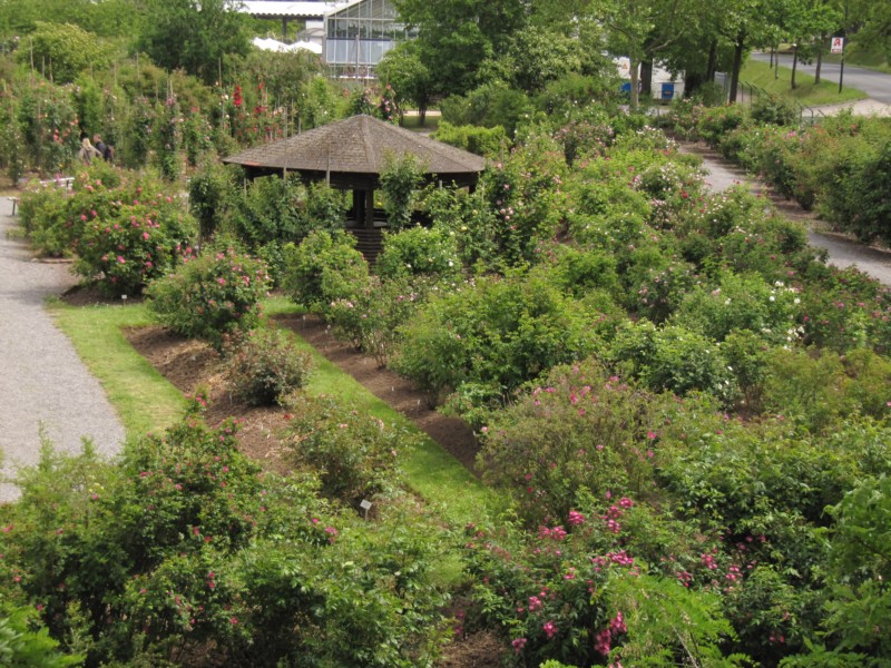 Bilder Rosarium Sangerhausen 16