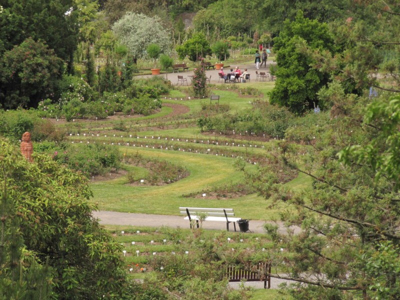 Bilder Rosarium Sangerhausen 17