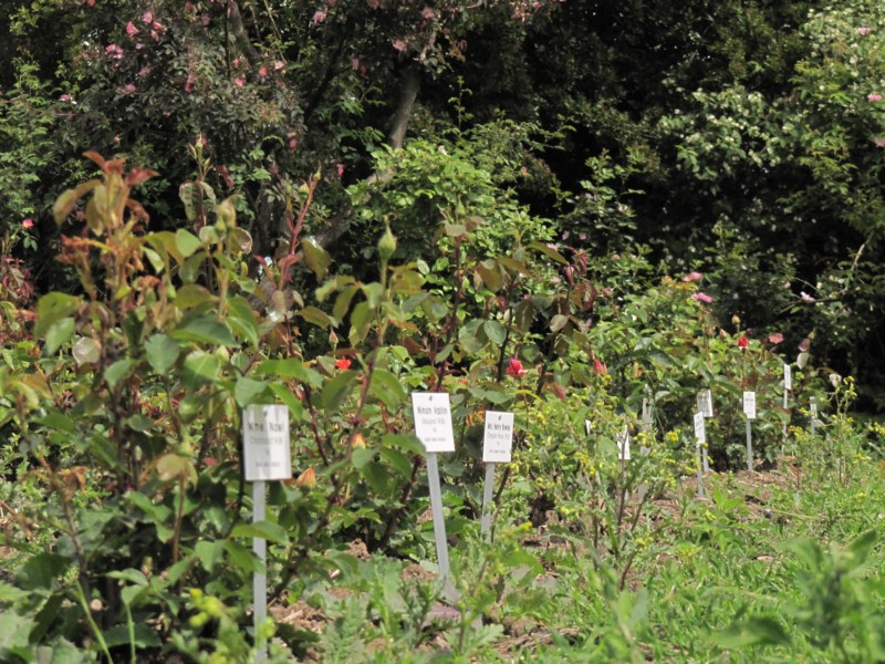 Bilder Rosarium Sangerhausen 20