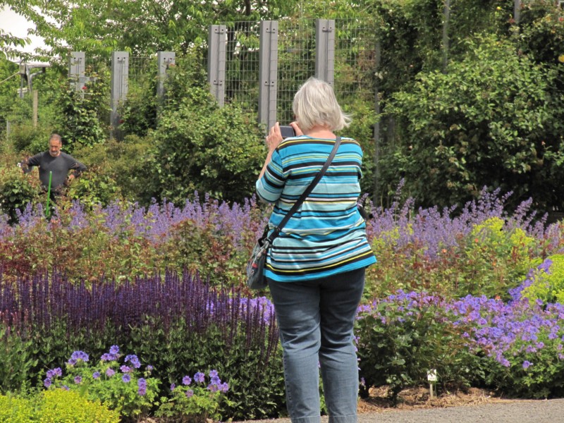 Bilder Rosarium Sangerhausen 21