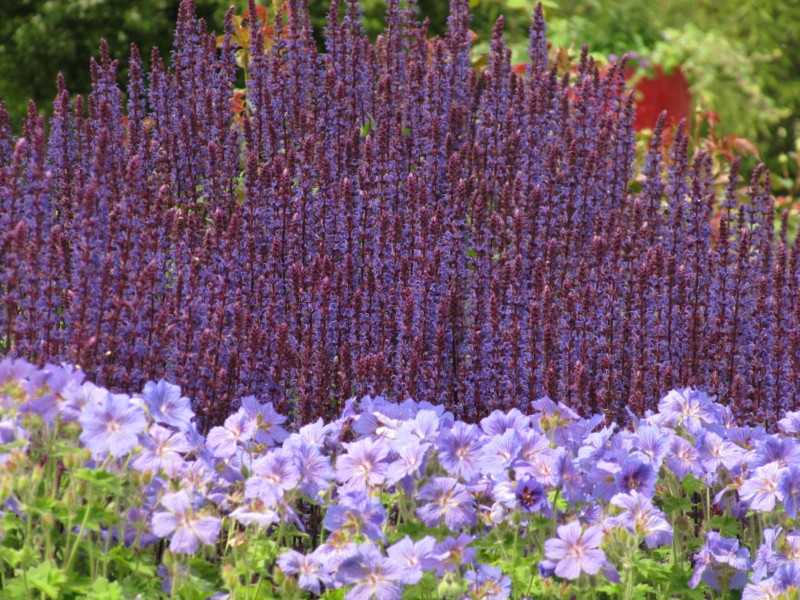 Bilder Rosarium Sangerhausen 22