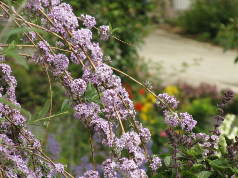 Bilder Rosarium Sangerhausen 23