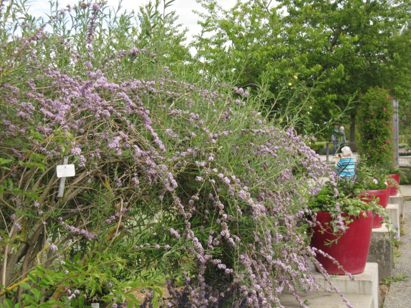 Bilder Rosarium Sangerhausen 24