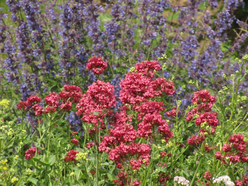 Bilder Rosarium Sangerhausen 29