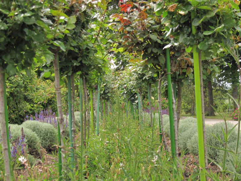 Bilder Rosarium Sangerhausen 32