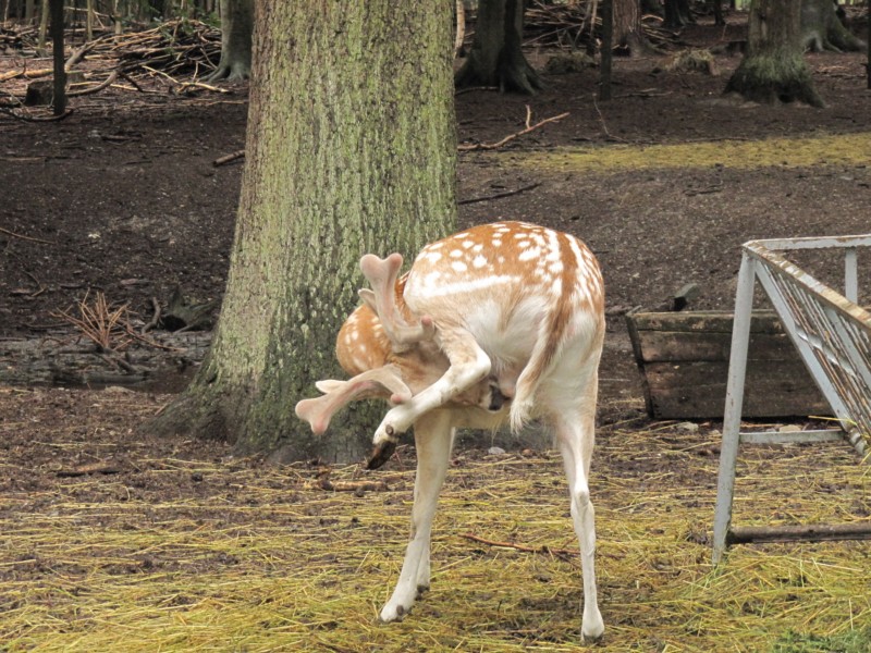 Im Forst von Ziegelroda 4