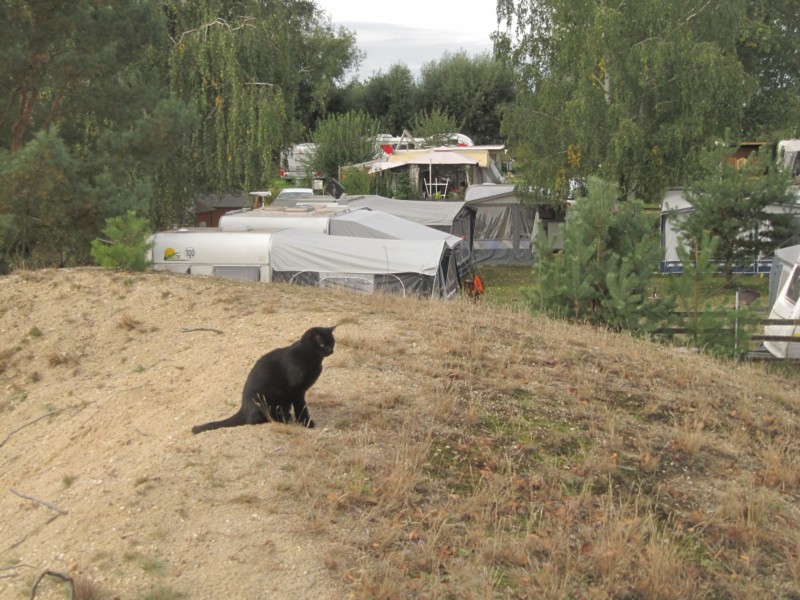 Spaziergang mit Kater 1