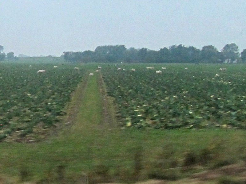 Schafe im Kohlfeld