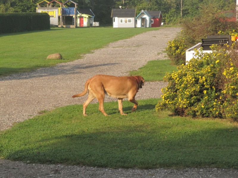 Der Hund vom Chef 1