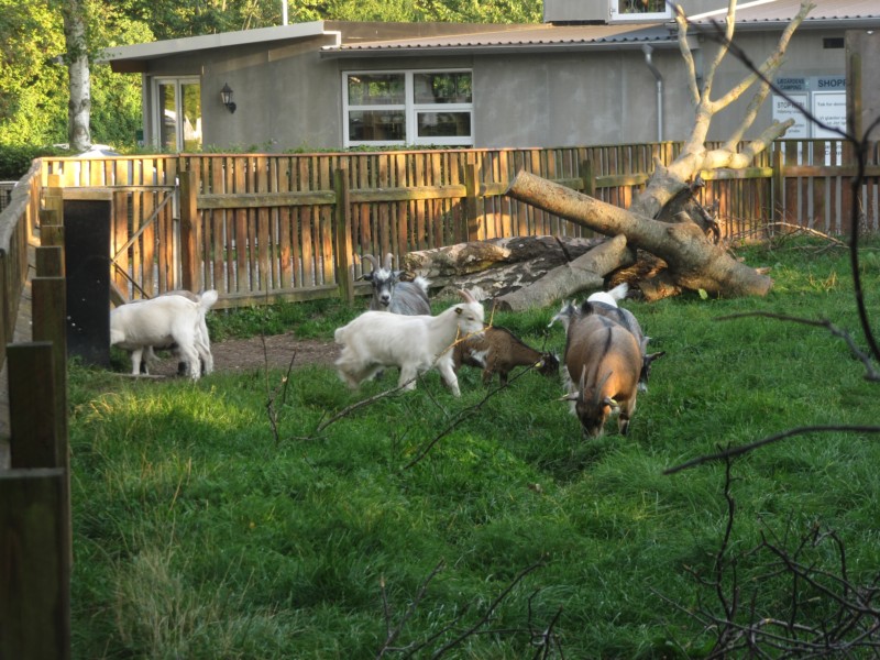 Die Tiere auf dem Campingplatz 5