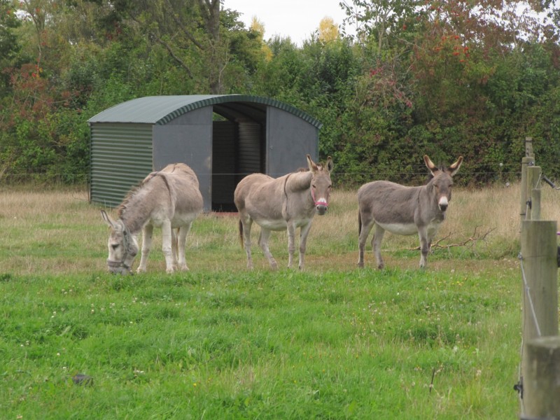 Die Tiere auf dem Campingplatz 1