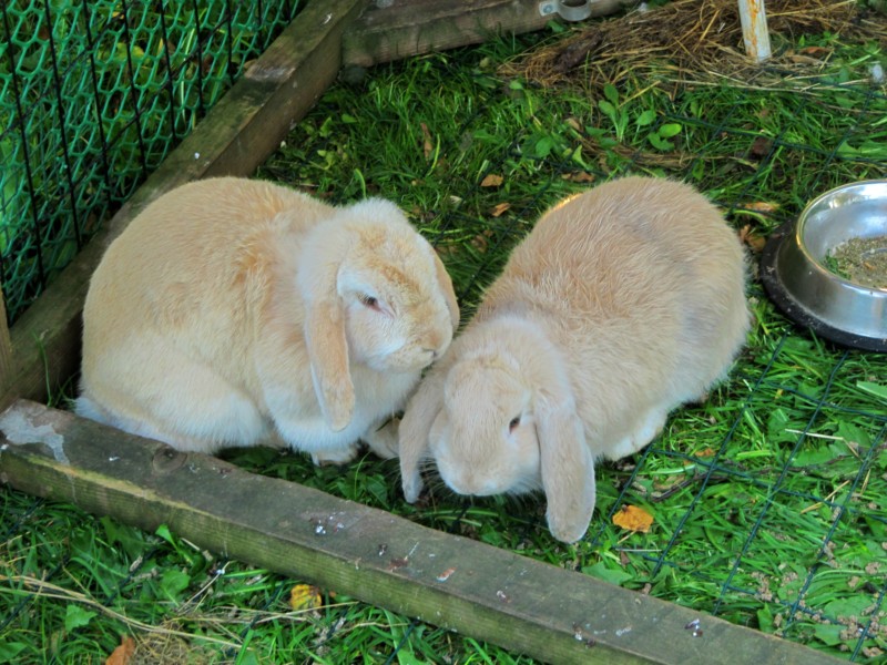 Die Tiere auf dem Campingplatz 3