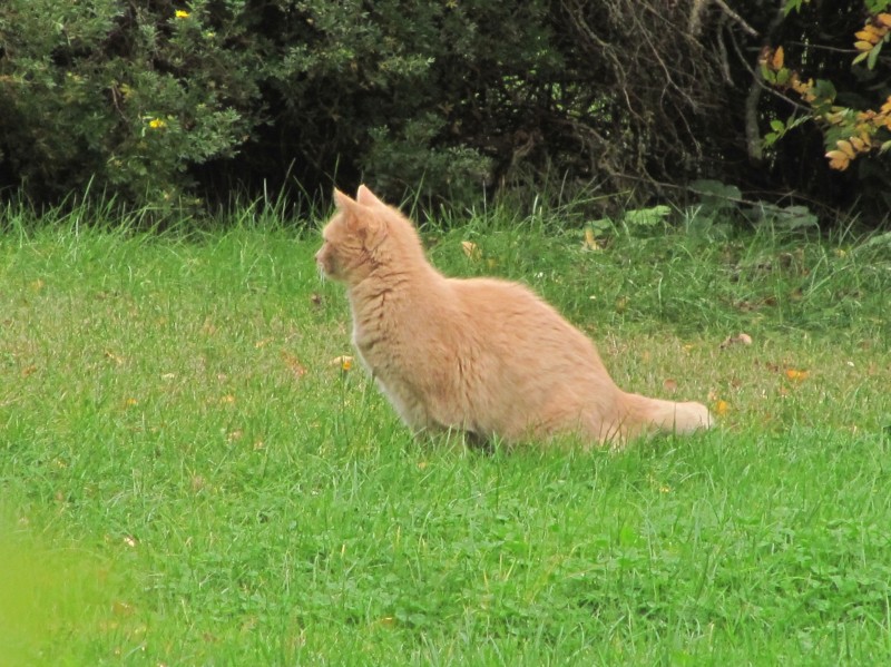 Die Tiere auf dem Campingplatz 13