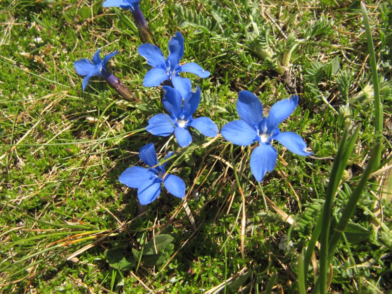 Am Albulapass 4