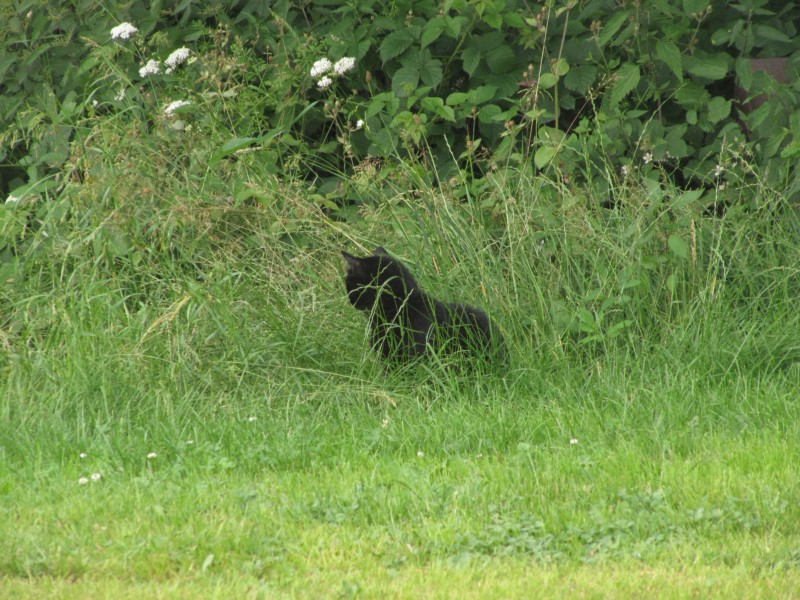 Bilder vom Campingplatz Buchweiher 2