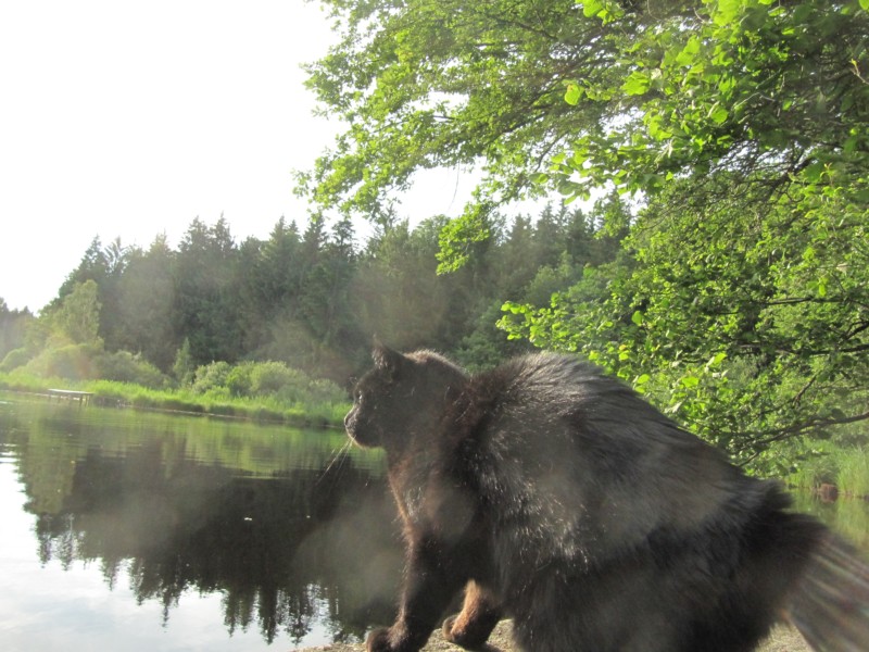 Bilder vom Campingplatz Buchweiher 7